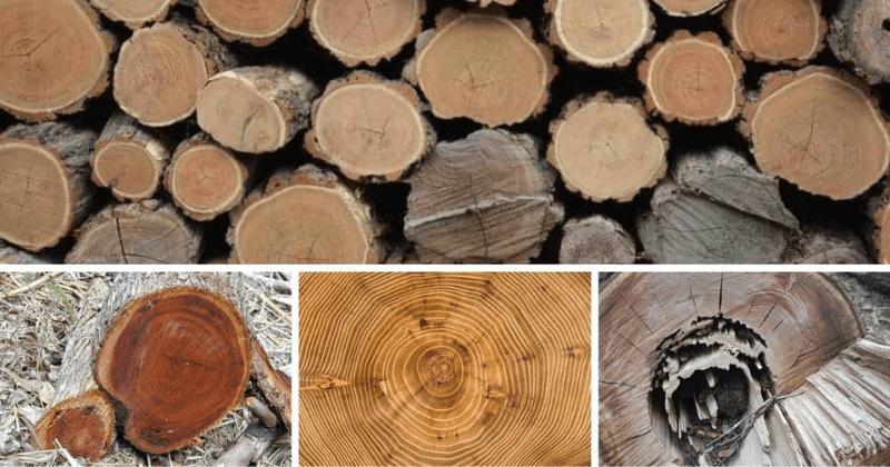 fakta kayu akasia